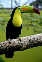 The Wild Skies Birds of Untamed Lands photo