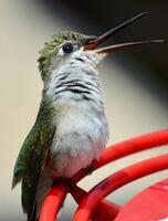 A Journey Through Avian Life Bird photo