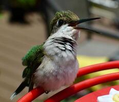 A Journey Through Avian Life Bird photo