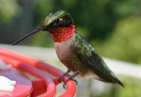 A Journey Through Avian Life Bird photo