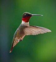 A Journey Through Avian Life Bird photo