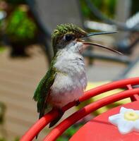 A Journey Through Avian Life Bird photo