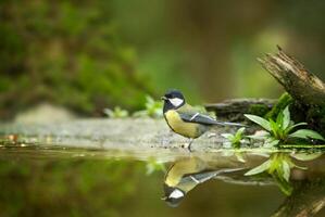 A Journey Through Avian Life Bird photo