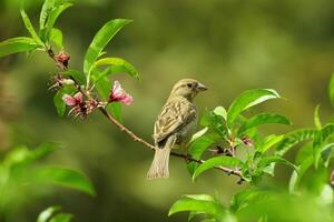 A Journey Through Avian Life Bird photo