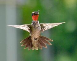 A Journey Through Avian Life Bird photo