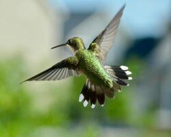 A Journey Through Avian Life Bird photo