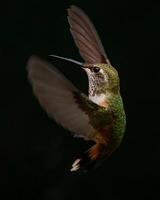 A Journey Through Avian Life Bird photo
