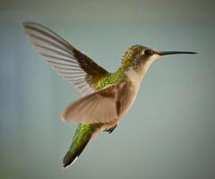 A Journey Through Avian Life Bird photo
