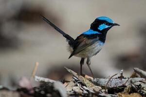 The Wild Skies Birds of Untamed Lands photo