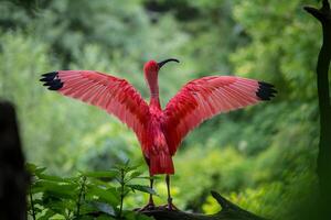 The Wild Skies Birds of Untamed Lands photo