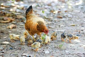 The Wild Skies Birds of Untamed Lands photo