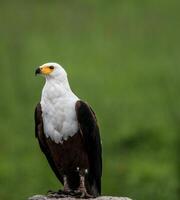 The Wild Skies Birds of Untamed Lands photo