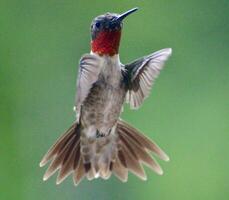 The Wild Skies Birds of Untamed Lands photo