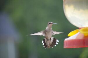The Wild Skies Birds of Untamed Lands photo