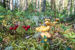 A unique beauty of nature and wildlife photo