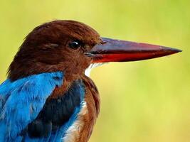 The Wild Skies Birds of Untamed Lands photo