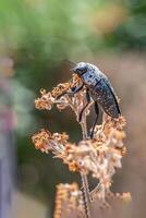 A unique beauty of nature and wildlife photo