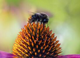 A unique beauty of nature and wildlife photo
