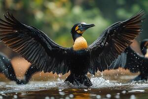 Frigatebird Bird group is swearing water in the beautiful background photo