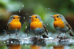 European Robin group is swearing water in the Brazil beautiful background photo