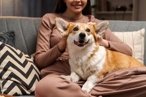 Happy corgi dog relaxing on sofa with smiling female owner at home photo