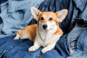 Welsh corgi pembroke dog relaxing on denim clothes photo