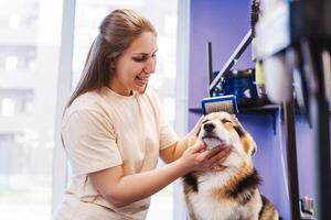 Professional groomer in uniform using brush to remove fluffy fur while brushing corgi photo