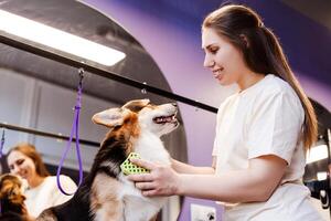 Professional groomer in uniform using brush to remove fluffy fur while brushing corgi photo