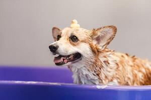 Corgi dog sitting in a bubble bath with yellow duckling and soap bubbles photo