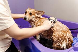 Unrecognizable female washing calm Corgi dog with soap using washcloth in special bath photo