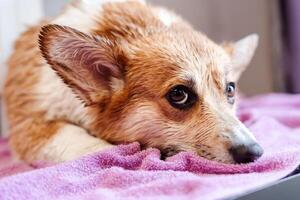 Wet corgi dog leaning at the towel and relaxing after beauty procedures at the veterinary clinic photo