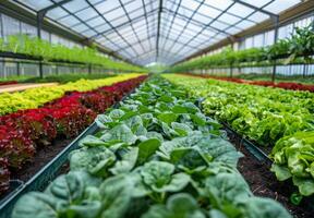 An eco-friendly greenhouse with a variety of vegetables growing in orderly rows photo