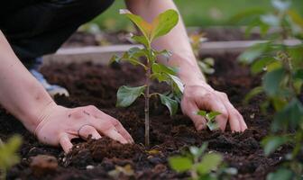 A worker's hands planting a tree in a community garden photo