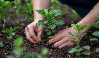 A worker's hands planting a tree in a community garden photo