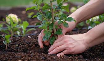 A worker's hands planting a tree in a community garden photo
