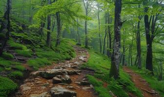 A scenic hiking trail through a lush forest photo