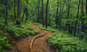 A scenic hiking trail through a lush forest photo