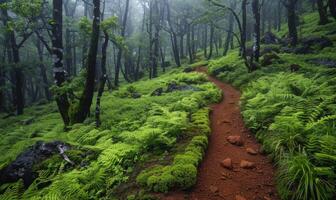 A scenic hiking trail through a lush forest photo