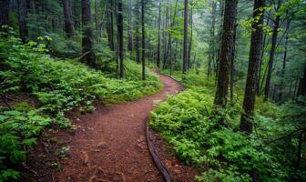 A scenic hiking trail through a lush forest photo
