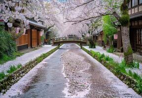 A bridge covered in cherry blossom petals spanning a peaceful stream photo