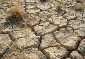 A dry, cracked field with dry grass and plants photo