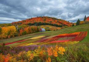 A field of colorful flowers and a barn in the fall photo