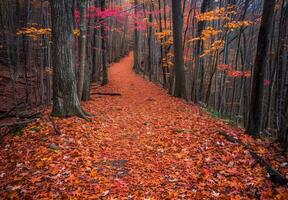 A path through the woods with red leaves photo
