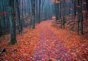 A path through the woods with leaves on the ground photo