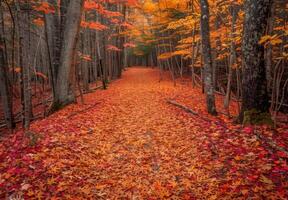 A path through the woods with red leaves photo