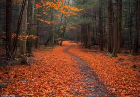 A path through the woods with orange leaves photo