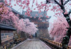 Cherry blossoms in korea photo