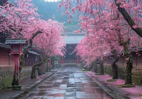 A walkway lined with pink trees in the rain photo