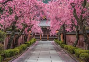 A walkway lined with pink cherry trees in front of a temple photo