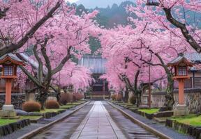 A walkway lined with cherry trees in a japanese village photo